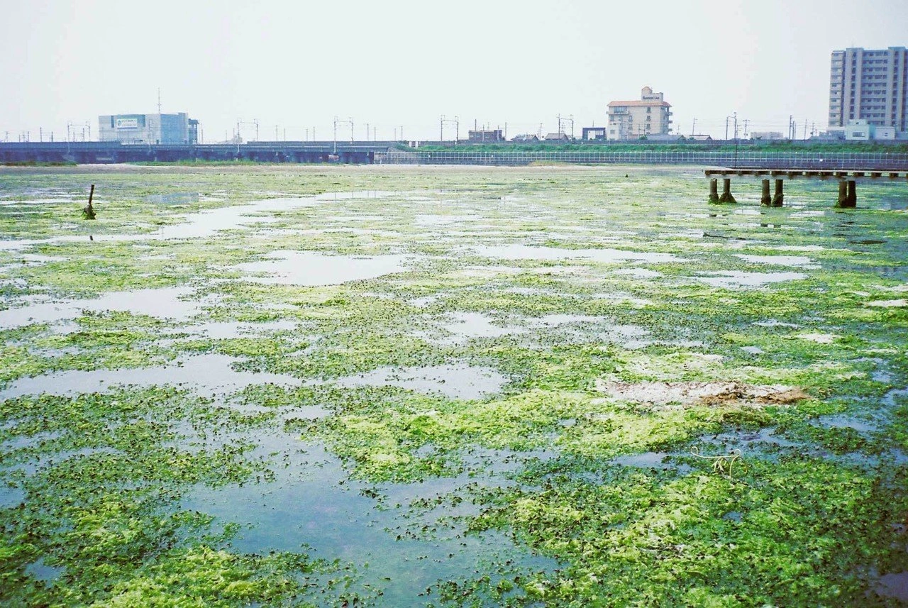 Sea lettuce at Lake Hamana